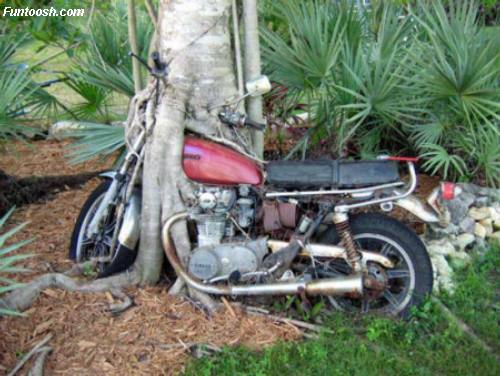 Tree Grown Over Bike